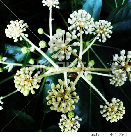 幻想的な白い球状花が輝くヤツデの花のクローズアップ 幻想的な白い球状花が輝くヤツデの花のクローズアップ 140417501