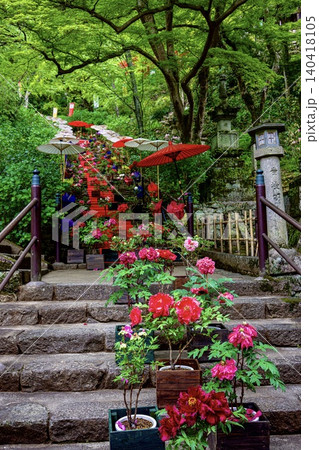 長谷寺牡丹 140418105