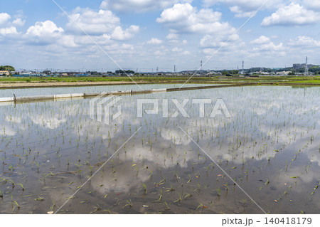田植えの時期の水田風景 田植えの時期の水田風景 140418179