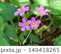 ムラサキカタバミ 140418265