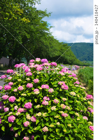 紫陽花が見頃を迎えた堤防 紫陽花が見頃を迎えた堤防 140418427