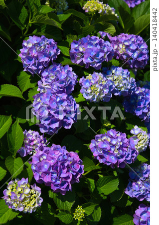 紫陽花が見頃を迎えた堤防 紫陽花が見頃を迎えた堤防 140418442