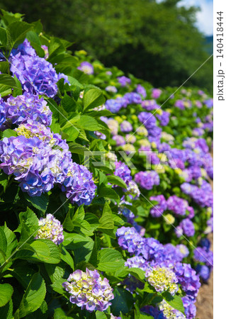 紫陽花が見頃を迎えた堤防 紫陽花が見頃を迎えた堤防 140418444