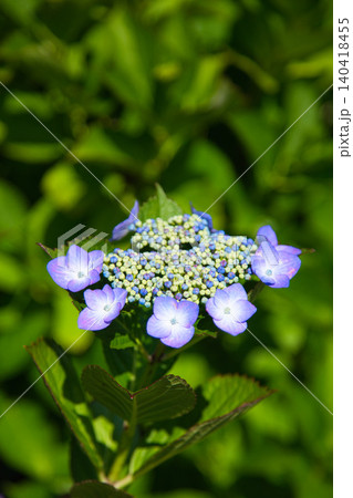 紫陽花が見頃を迎えた堤防 紫陽花が見頃を迎えた堤防 140418455