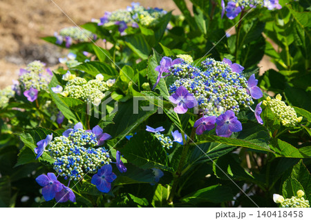 紫陽花が見頃を迎えた堤防 紫陽花が見頃を迎えた堤防 140418458
