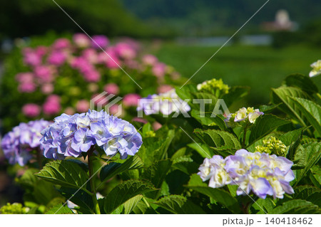 紫陽花が見頃を迎えた堤防 紫陽花が見頃を迎えた堤防 140418462