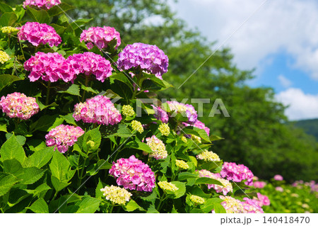 紫陽花が見頃を迎えた堤防 紫陽花が見頃を迎えた堤防 140418470