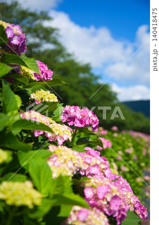 紫陽花が見頃を迎えた堤防 紫陽花が見頃を迎えた堤防 140418475
