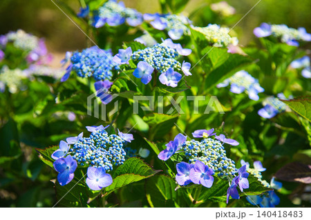 紫陽花が見頃を迎えた堤防 紫陽花が見頃を迎えた堤防 140418483