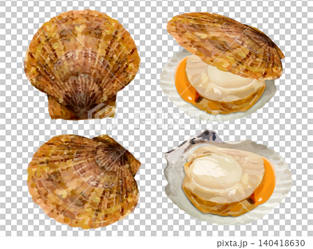 Scallop illustration set (with shell, opened shell) Scallop illustration set (with shell, opened shell) 140418630