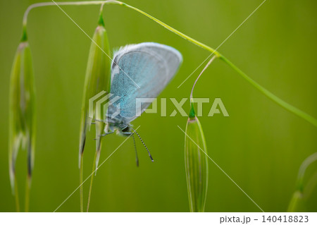 A blue butterfly sits on green grass under sunlight in the field A blue butterfly sits on green grass under sunlight in the field 140418823
