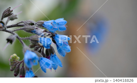 Extreme close-up of vibrant blue comfrey blossoms featuring a soft bokeh background palette 140418826