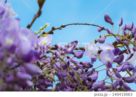 Beautiful purple wisteria flowers blooming on branches against a vibrant clear blue sky background 140419063