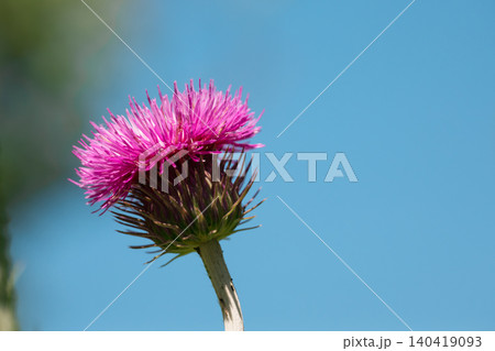 Vibrant pink thistle flower blooming against a clear, solid blue sky background Vibrant pink thistle flower blooming against a clear, solid blue sky background 140419093