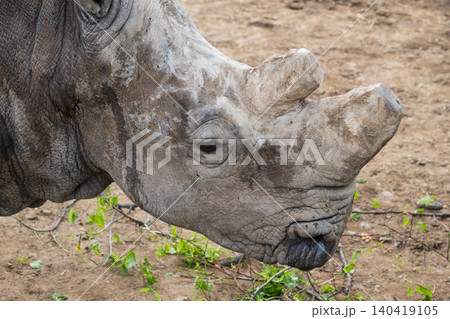 Detailed view of a rhino's head and horn against a dusty earth background in daylight Detailed view of a rhino's head and horn against a dusty earth background in daylight 140419105