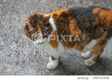High angle side view of a tortoiseshell cat on grey pavement with natural soft lighting 140419169