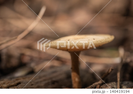 Macro perspective of a single wild mushroom growing out of rotting wood with soft bokeh Macro perspective of a single wild mushroom growing out of rotting wood with soft bokeh 140419194