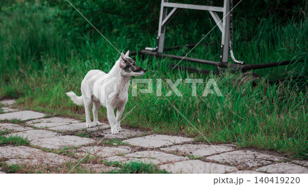 A white dog looks away on a rustic garden path with lush green grass and soft lighting A white dog looks away on a rustic garden path with lush green grass and soft lighting 140419220