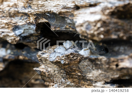 Sharp macro shot of small barnacles nestled in dark wood crevices. Natural light, organic texture 140419258