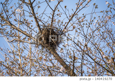 桜の木に作られた鳥の巣 桜の木に作られた鳥の巣 140419270