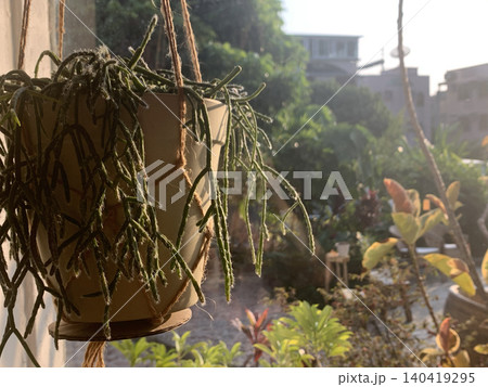 Hanging Rhipsalis plant with delicate stems bathed in warm morning sunlight Hanging Rhipsalis plant with delicate stems bathed in warm morning sunlight 140419295