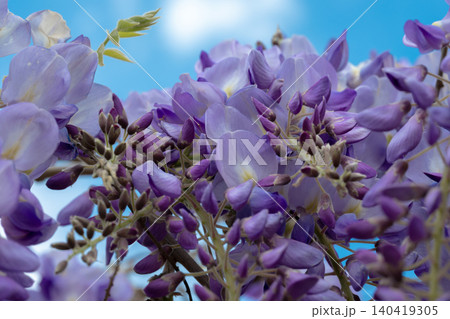 Low angle close-up of vibrant violet wisteria flowers blooming under a sunny bright blue sky Low angle close-up of vibrant violet wisteria flowers blooming under a sunny bright blue sky 140419305