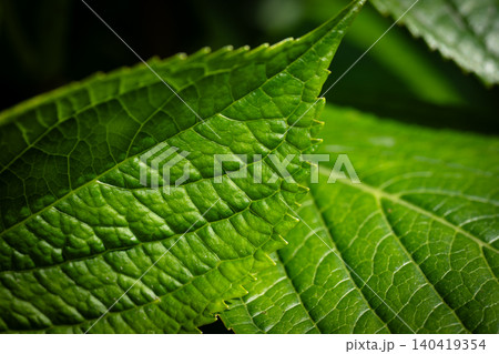 Extreme close-up of vibrant green foliage showing intricate vein patterns and natural sunlight 140419354