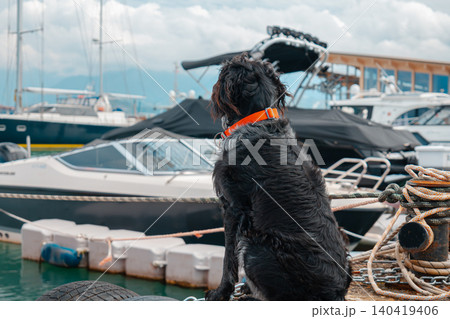 A wire-haired black dog with an orange collar looking at luxury yachts in a summer harbor 140419406