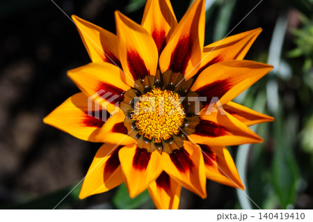 Top down view of a vibrant Treasure Flower with bold orange petals and dark red ring accents Top down view of a vibrant Treasure Flower with bold orange petals and dark red ring accents 140419410