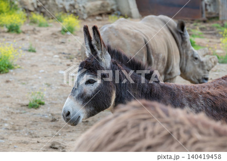 A donkey stands close to a rhinoceros in a field during the day. 140419458