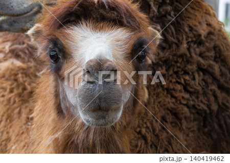 Young camel looks directly at the camera while adult camels are nearby. 140419462