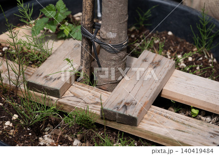 Close-up of a young tree trunk secured with rubber ties and wooden supports in a planter Close-up of a young tree trunk secured with rubber ties and wooden supports in a planter 140419484