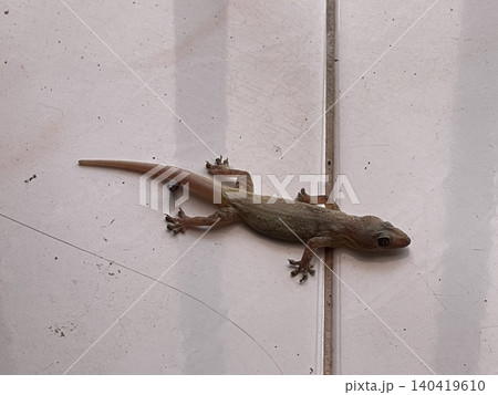 Desiccated House Gecko With Visible Droppings On Tiled Surface Desiccated House Gecko With Visible Droppings On Tiled Surface 140419610