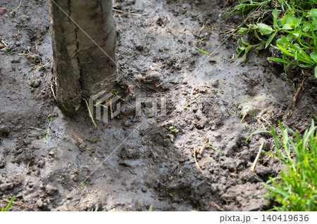 High angle shot of a tree base surrounded by thick, wet mud and patchy green grass High angle shot of a tree base surrounded by thick, wet mud and patchy green grass 140419636