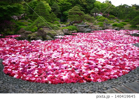 牡丹 ボタン 芍薬 花筏 水面 敷き詰め 満開 池 日本庭園 庭園 140419645
