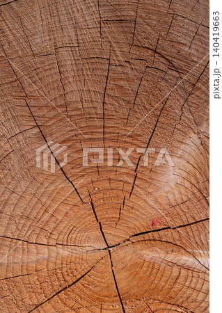 Detailed overhead view of a wooden log cross-section showing growth rings and cracks 140419663