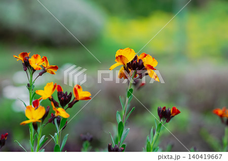 Selective focus shot of vibrant orange and yellow flowers blooming in a soft bokeh garden Selective focus shot of vibrant orange and yellow flowers blooming in a soft bokeh garden 140419667