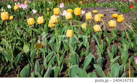 Yellow tulips growing in soil with yellow identification markers in a botanical research garden 140419735