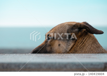 Side view of a dog looking over a ledge with a soft teal bokeh background 140419804