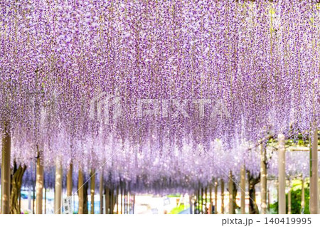 曼陀羅寺公園満開の藤の花 曼陀羅寺公園満開の藤の花 140419995