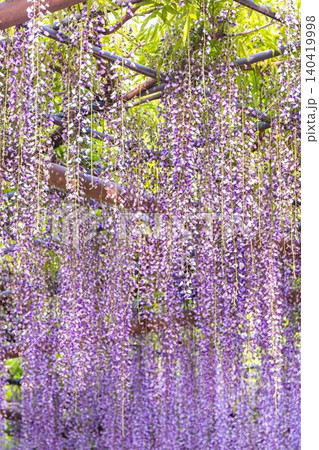 曼陀羅寺公園満開の藤の花 曼陀羅寺公園満開の藤の花 140419998