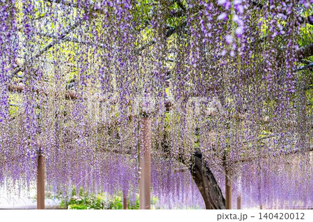 曼陀羅寺公園満開の藤の花 曼陀羅寺公園満開の藤の花 140420012