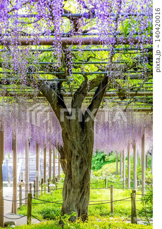 曼陀羅寺公園満開の藤棚 曼陀羅寺公園満開の藤棚 140420016