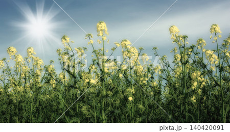 Nature, sunshine and flowers in calm field with natural landscape, morning blossom and floral zen. Growth, agriculture and rapeseed in green garden, countryside or sustainable environment for farming 140420091