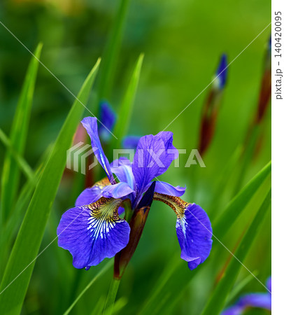 Nature, spring and iris in calm field with natural landscape, morning blossom and floral zen. Growth, peace and purple flower bush in green backyard garden, countryside and sustainable environment 140420095