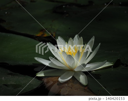 白い睡蓮の花 白い睡蓮の花 140420153