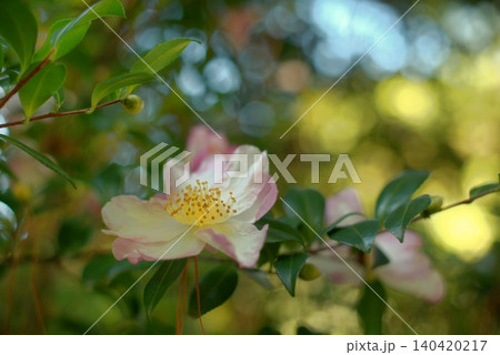 Autumn-blooming Japanese camellia. An evergreen flowering shrub in the garden. Autumn-blooming Japanese camellia. An evergreen flowering shrub in the garden. 140420217