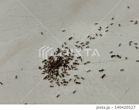 Small ants clustered on white tile surface Small ants clustered on white tile surface 140420527
