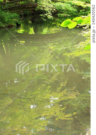 京都府立植物園の花々たち 140420562