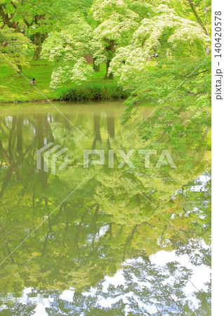 京都府立植物園の花々たち 京都府立植物園の花々たち 140420578